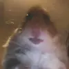 Bryan Dominguez - @monkey73mp2 - TikTok