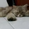 bryan furry - @bryan.furry03 - TikTok