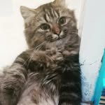 I'm a cat, Miaawww🐾 - @bryan.furry_ - Instagram