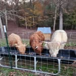 Bryan Hancock - @sunnylanehighlands - Instagram