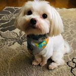 Tracy Bryan-Hewitt - @meplus4inthewoods - Instagram