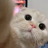 bryanhigh - @bryan.high - TikTok