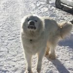Bryan Jacobsen - @jacobseninquesnel - Instagram