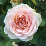 Bryan Keane - @bryankeane02 - Instagram