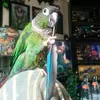 brian mcculloch - @buddy_tha_wingman - TikTok