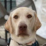 Bryan Melvin - @veterinary.acupuncture - Instagram
