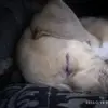 toy mimiendo - @merrickbryanrodri - TikTok