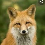 Bryan Meyer - @foxy_vorheez91 - Instagram