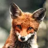 Bryan Meyer - @foxyvorheez49 - TikTok