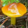 MycoBryan - @mycobryan - TikTok