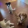 Bryan.Oakley.Pinot - @bryanoakleypinot_pups - TikTok