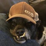 Bryan Ogle - @rescuerockydog - Instagram