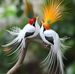 Brian Oke - Facebook
