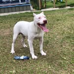 bryan 🐶 - @bryan_pittbull - Instagram