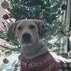 Bryan Pollard - @bryan.pollard0 - TikTok