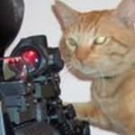 Bryan Ritz - @dum_cat_lady - Instagram