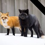 Brian Rivard - @brivard39_black_fox - Instagram