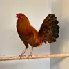 Bryan Robles - @bryanrobles1369 - TikTok
