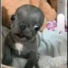 doggy - @bryan.rosa33 - TikTok
