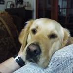 Brian Rough - @brianrough - Instagram