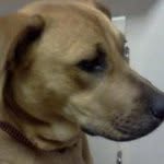 Bryan Rouse - @animallifegroup - Instagram
