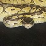 Brian Rutter - @brian.rutter.31 - Instagram