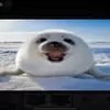 bryanmrseal - @bryan.reyes774 - TikTok