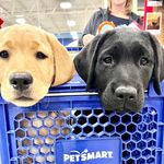 Brian Shanley - @annie_and_maggie_lab_sisters - Instagram