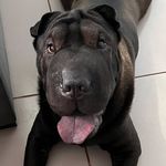 Bryan - @bryansharpei - Instagram