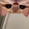 bryant_inga1 - @bryantinga1 - TikTok