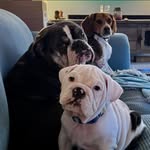 Bryan Wenger - @blwenger82 - Instagram
