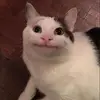 cat - @bryanwinston0 - TikTok
