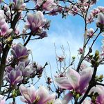 Brian Wyman - @portland.flora - Instagram