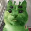 bobo - @bryantbui - TikTok
