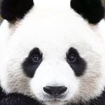 Ryder Bryant-Griffin - @panda_berry13 - Instagram