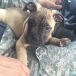 Tyson Dez Bryant Simpson - @tysondatbullmastiff_ - Instagram