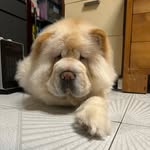 Bryant Tang - @noelsambryant - Instagram