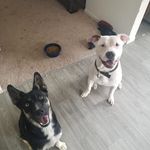 Bryce Hester - @immortalcrow786 - Instagram