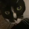kindnesskillsthecat - @brycehiggins5 - TikTok