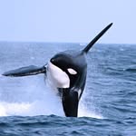 Bryce Kennedy - @save___the___whales - Instagram