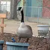 Bryce McGillis - @bryce.mcgillis3 - TikTok