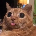 Bryce Rankin - @dumb_orange_cat_ - Instagram