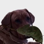 Brycen ortiz - @just_mypets - Instagram