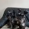 Brygida Lis - @brygida.lis3 - TikTok