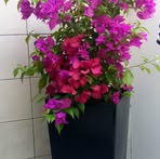 Brygida Lis - Facebook