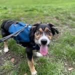 Bryn Armstrong - @brynthewonderdog - Instagram