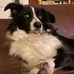 @bryn_berry_the_collie - Instagram