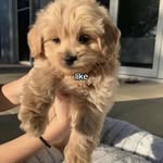 Bryn Carpenter - @ilovemydad4everr - Instagram