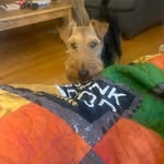Bryn Cox - @tuco_the_welsh_terrier - Instagram