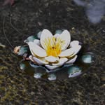 Bryn Donovan - @bryn.lotus.photography - Instagram